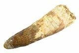 Real Fossil Spinosaurus Tooth - Huge Dinosaur Tooth #346754-1